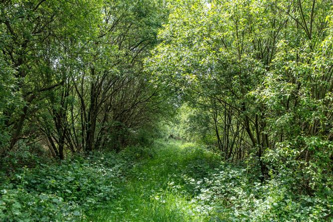 Curragh, Cadamstown, County Offaly