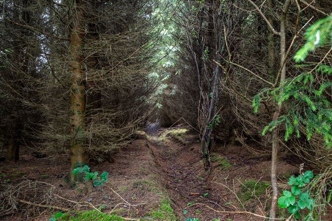 Curragh, Cadamstown, County Offaly