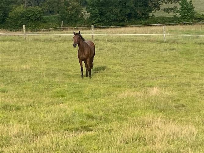 Abhainn Ri, Ennisnag, Stoneyford, Co. Kilkenny