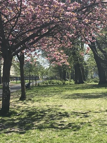 Quiet home in Donnybrook, Dublin