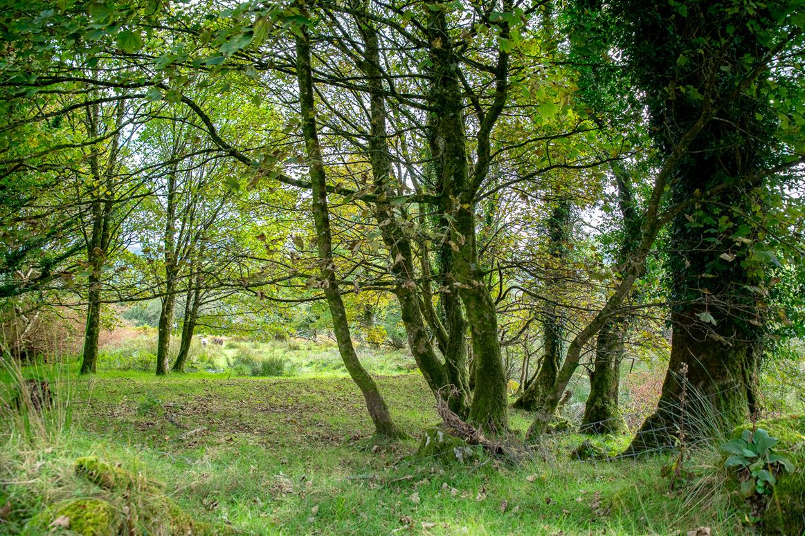 Kilkeanna, Kenmare, Co. Kerry, V93 N4A8