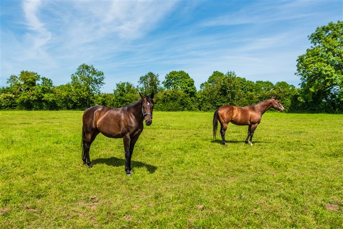 Harcourt Stud, Moortown, Naas, Kildare