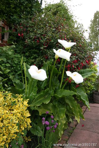 41 Prospect Lawn, The Park, Cabinteely, Dublin