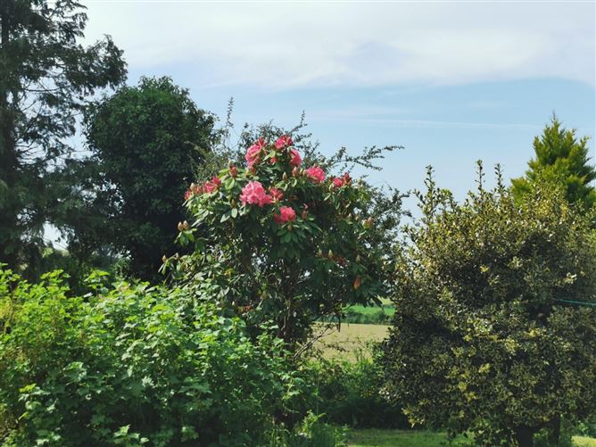 Ballybeg, Ferns, Co. Wexford