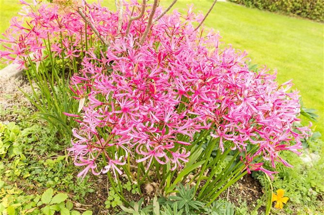 Amatxu, Clongeen, Foulksmills, Co. Wexford