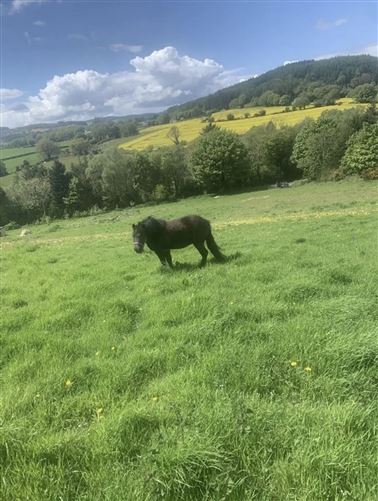 Knockanree Upper, Avoca, Co. Wicklow