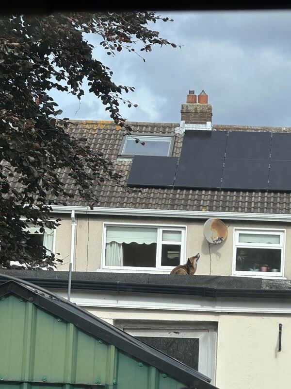 Margaret, Dublin