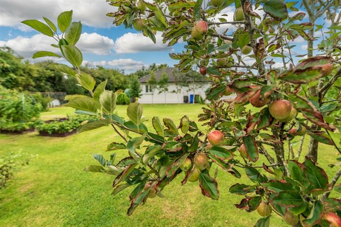 Newtown Eadestown Naas Co. Kildare , KENAAS