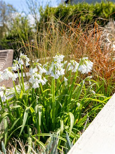 3 Wheatfields, Monageer, Wexford