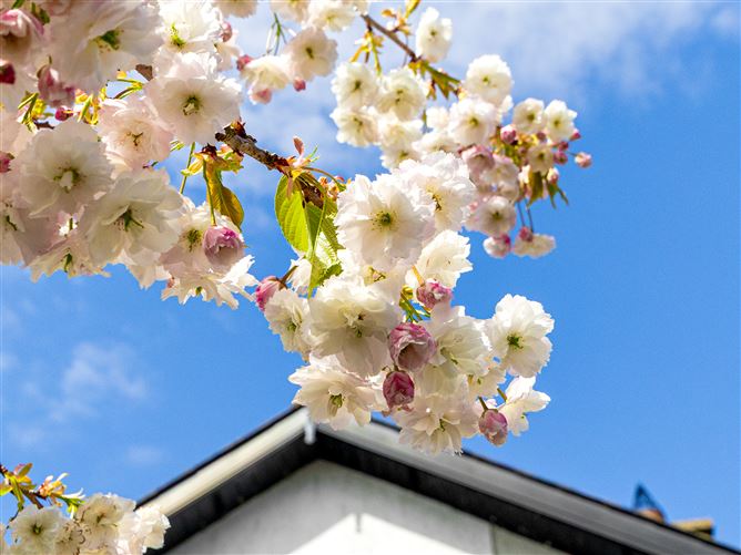 3 Wheatfields, Monageer, Wexford