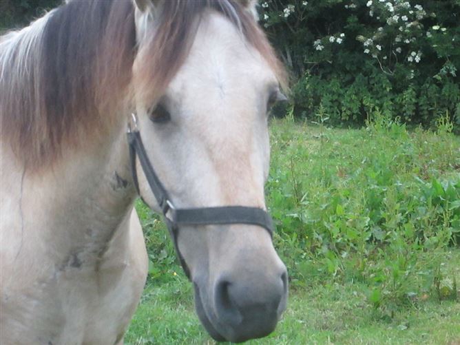 family Home  loves horses Boskill, Co. Limerick