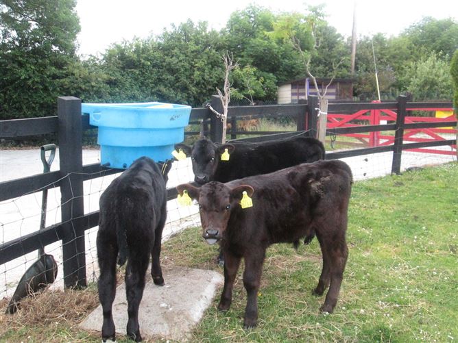 family Home  loves horses Boskill, Co. Limerick