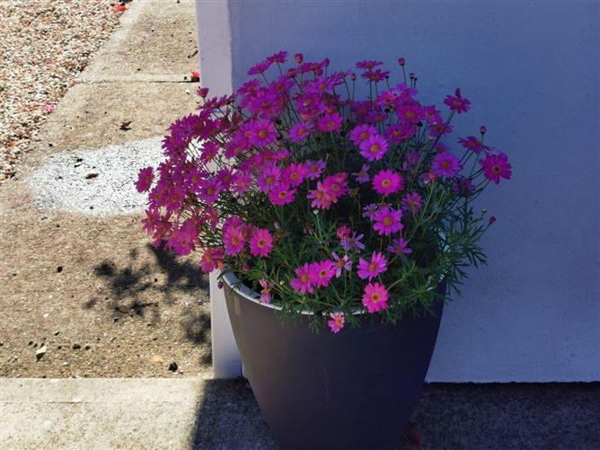 Clonard Great, Clonard, Wexford Town