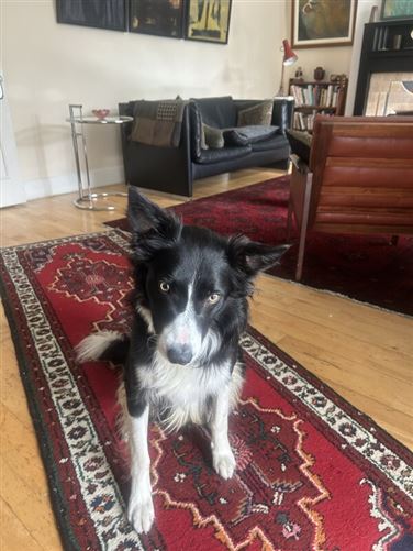 Fin, Dun Laoghaire, Co. Dublin