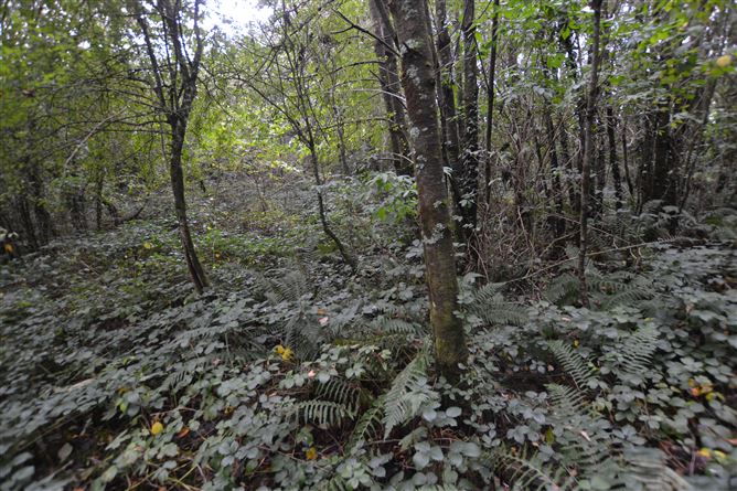 Effernogue, Dorans Bridge, Ferns, Wexford
