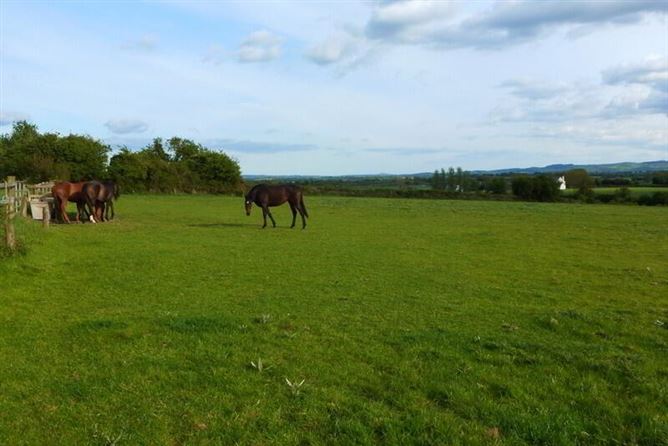 Newtown Stud, Callan, County Kilkenny